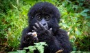 `벼랑 끝 희망` 멸종위기 마운틴고릴라 개체수 150% 증가