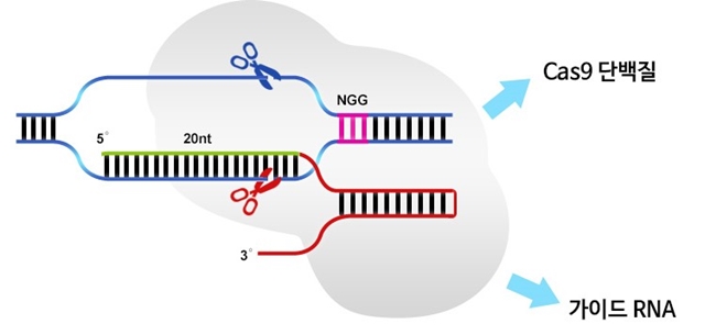 크리스퍼 유전자 가위 모식도 (자료 : 툴젠)