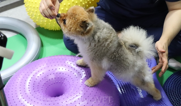 전침 치료를 받은 후에는 랜드세션이 이어졌다.  간식으로 보상해주면서 재활기구를 활용해 다양한 자세를 유도했다.
