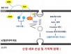 경북대 배재성·진희경 교수팀, 노화 치매 개선할 새 목표 발견