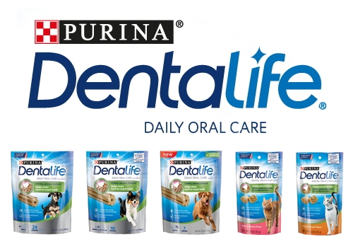 덴탈라이프웹상세