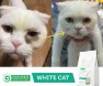 고양이 눈물자국 제거 사료 `NP 화이트 캣` 화제