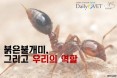 [카드뉴스] 붉은불개미，발견하면 어떻게 할까요？：프시케