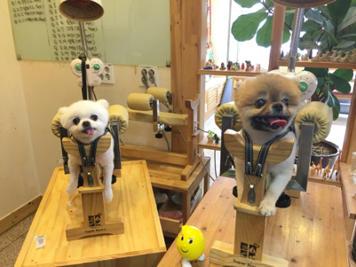 강무숙 원장이 직접 발명한 슈퍼보드(강아지 보정 틀). 많은 동물병원에서 사용 중이다