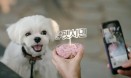 반려견 산책 그룹교육 프로그램 `펫시민워크` 2월 신규모집