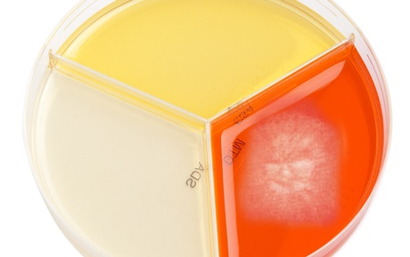 20190308MYKODERMOASSAY TRIO1