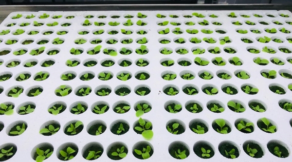 식물에서 백신을 추출하는 바이오앱 식물공장