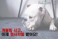[카드뉴스] 개물림 사고，이제 형사처벌 받아요：프시케