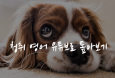 `네이티브 수의사 영어표현 특강` 수강신청 모집