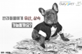 [카드뉴스] 반려동물에게 유산 상속 가능할까요？：프시케