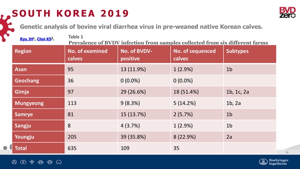 최경성 경북대 교수 연구에 따르면, 국내에도 1형과 2형 BVD 모두 검출되고 있다. (자료 : 베링거인겔하임동물약품)
