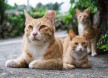 또 한 번 입증된 길고양이 TNR 사업 효과…제주시 새끼고양이 수 감소