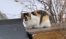 `교내 길고양이와의 공존` 서울대 동물병원, TNR DAY 연다