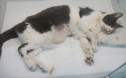 `사망에 이르는 칼리시` 고양이 고병원성 칼리시 바이러스 주의해야