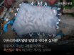 ASF 발생하자 동물단체 일제히 `생매장 말고 인도적 살처분 해야`