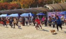 `동물사랑 도시로` 2019 안양 반려동물 사랑나눔 축제 개최