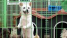 버려진 동물을 위한 수의사회, 거제도에서 올해 마지막 봉사활동
