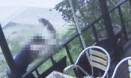 경의선 고양이 살해범에 실형 6개월 선고…동물단체 `환영` 논평