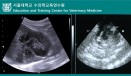 서울대 수의학교육연수원, 2월 소동물 복부초음파 실기과정 모집