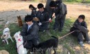 경상대 동복모，진주시 유기동물 보호소에서 1년간 꾸준히 봉사