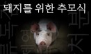 정의당 동물복지위원회，29일 돼지를 위한 추모식 연다