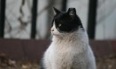 서울 길고양이 1만1천두 TNR한다‥개체수 추정치 감소 추세