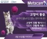 통증 평가부터 진통제 사용까지…고양이 통증 웨비나 2월 24일 개최