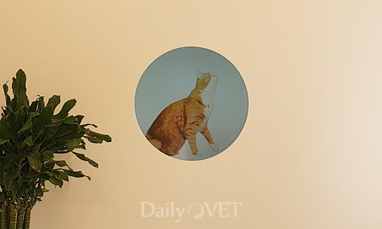 고양이 영상이 나오는 디스플레이