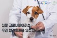[카드뉴스] 신종코로나 `코로나19` 반려동물은 안전한가：프시케