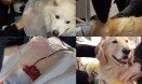 헌혈로 다른 반려견 구해볼까요？건국대 동물병원 헌혈견 모집