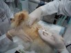 서울시 1만원 내장형 동물등록 사업 시행…올해는 2개월령 부터！