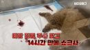 `반려동물 직접 치료…이래도 하시겠습니까？`