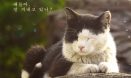 집사들을 위한 힐링 다큐 `개와 고양이를 위한 시간` 27일 개봉