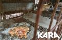 카라 `ASF 최초 발생농장 근처 잔반 돼지농장，식용 개농장이었다`