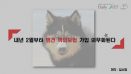 [카드뉴스] 내년 2월부터 맹견 책임보험 가입 의무화된다：프시케