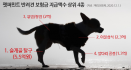 펫퍼민트 펫보험 반려견 가입만 3만 넘어‥지급액 1위 `슬개골 탈구`