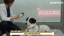 [영상] 안전한 반려생활 위한 방법 11가지 `슬기로운 반려생활`
