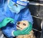 [포토뉴스] 서울시 첫번째 반려견 코로나19 검사 시행