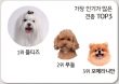 `몰푸시`에서 `몰푸포` 시대로…3대 견종 몰티즈·푸들·포메라니안