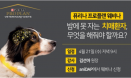 `밤에 못 자는 치매 반려견, 관리 방법은` 4월 21일 퓨리나 웨비나