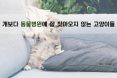 [카드뉴스] 개보다 동물병원에 잘 오지 않는 고양이들：프시케