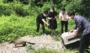 전북야생동물구조관리센터, 멸종위기종 ‘담비’ 구조·치료 후 방사