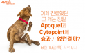 아포퀠·사이토포인트의 올바른 처방 방법은?