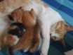 논란의 ‘고양이 중성화사업 실시 요령 초안’ 결국 수정될 듯