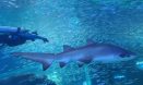 [수의학 A to Z] Marine animal：홍원희 수의사①