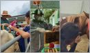 농장동물 수의사, 제주대 수의대에서 미리 경험해요