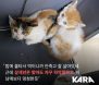 고양이 학대 커뮤니티 처벌 국민청원 답변에 카라 “형식적인 청와대 답변”