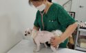 서울시, 취약계층 반려동물 의료지원 `우리동네 동물병원`