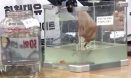 윤준병 의원, 국정감사에서 미꾸라지·금붕어 실험해 ‘동물학대 논란’