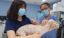 서울 개·고양이, 29일까지 5천원에 광견병 예방접종..동물등록 개체 우선